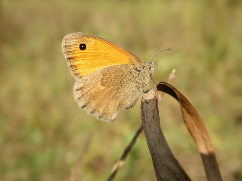 Le Coenonympha delle Alpi centrali (versante sud)